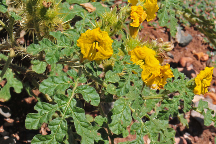 Buffalobur Nightshade has deeply lobed dark green leaves. The plants have yellow or straw-colored prickles throughout. Solanum rostratum 